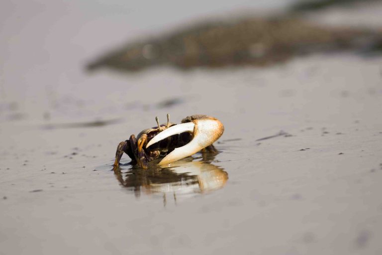 Le PRCM et le Fonds Mondial pour la Nature en Allemagne (WWF-Allemagne) ont lancé un webGIS : un portail d’informations cartographiques en ligne pour guider et appuyer les actions de conservation des ressources marines et côtières dans les pays de la sous-région.