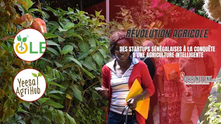 Agritech: des startups sénégalaises à la conquête d'une agriculture intelligente