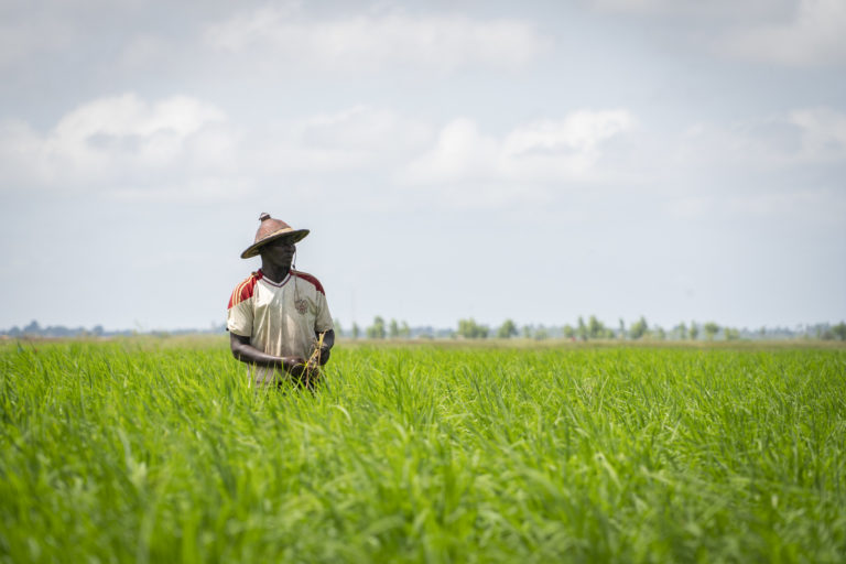 Au centre du Sénégal, les producteurs agricoles vont bénéficier de semences de prébase, d’un bon accès aux connaissances et aux ressources financières et non financières