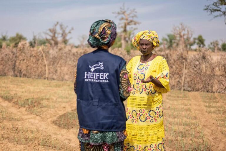 Le soleil de midi tape sur le champ d'Anta Sarr à Ngounjane, dans la paisible région de Thiès au Sénégal, mais elle reste impassible, une aubergine fraîchement cueillie à la main – symbole de résilience, d'innovation et d'espoir.